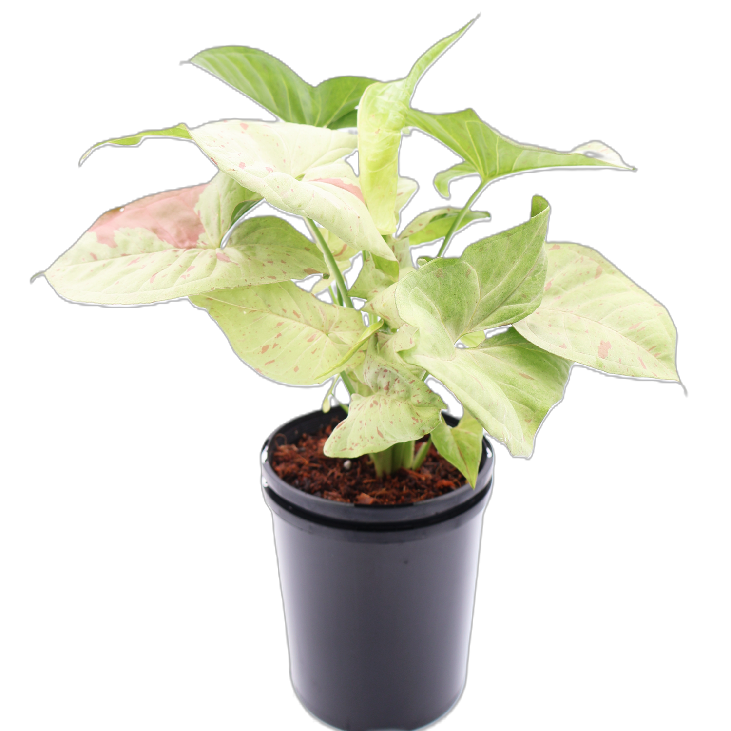Syngonium Confetti 125mm