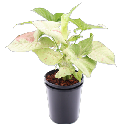 Syngonium Confetti 125mm