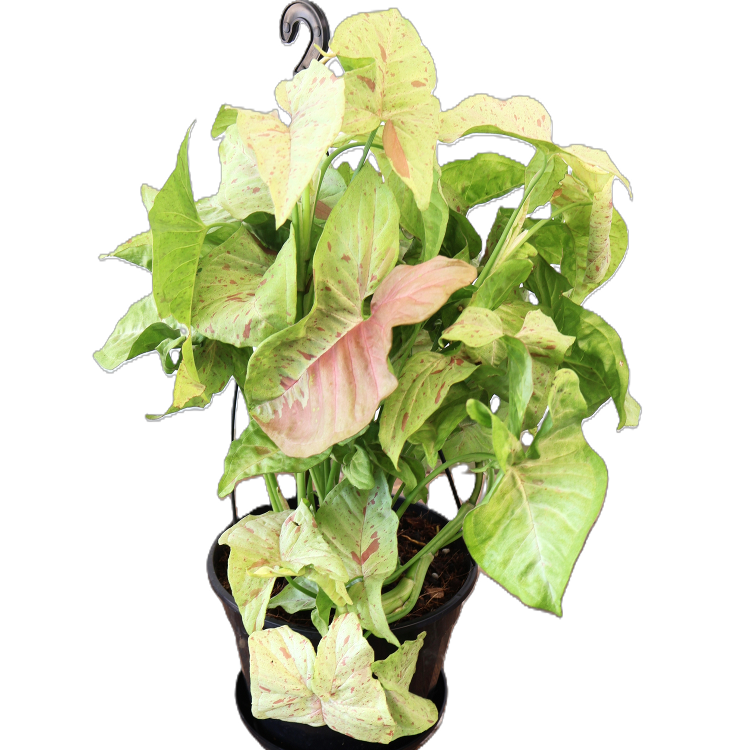 Syngonium Confetti 170mm HB