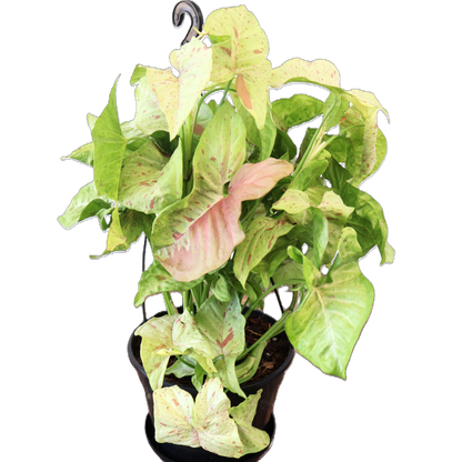 Syngonium Confetti 170mm HB