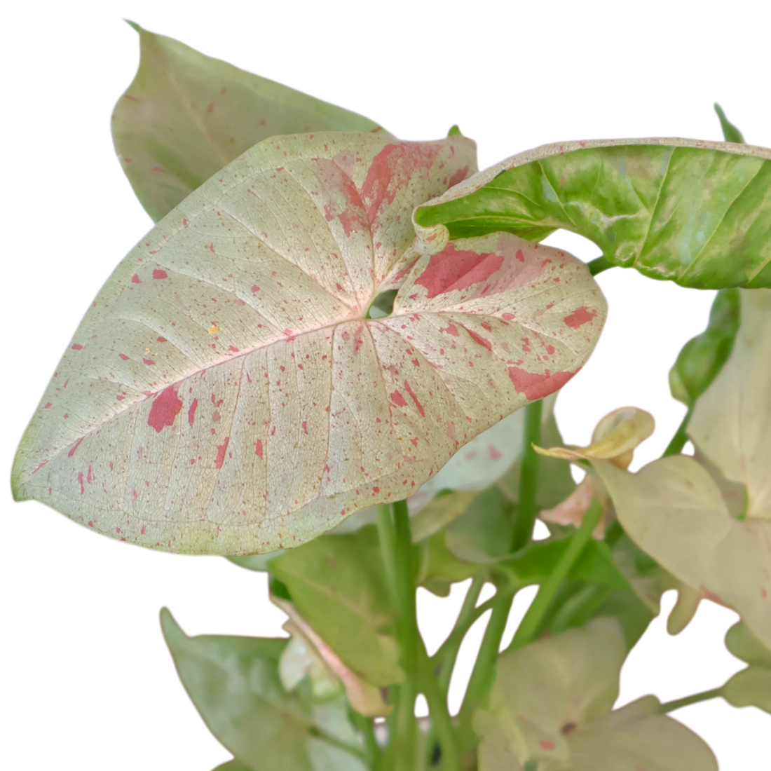 Syngonium Confetii 90mm