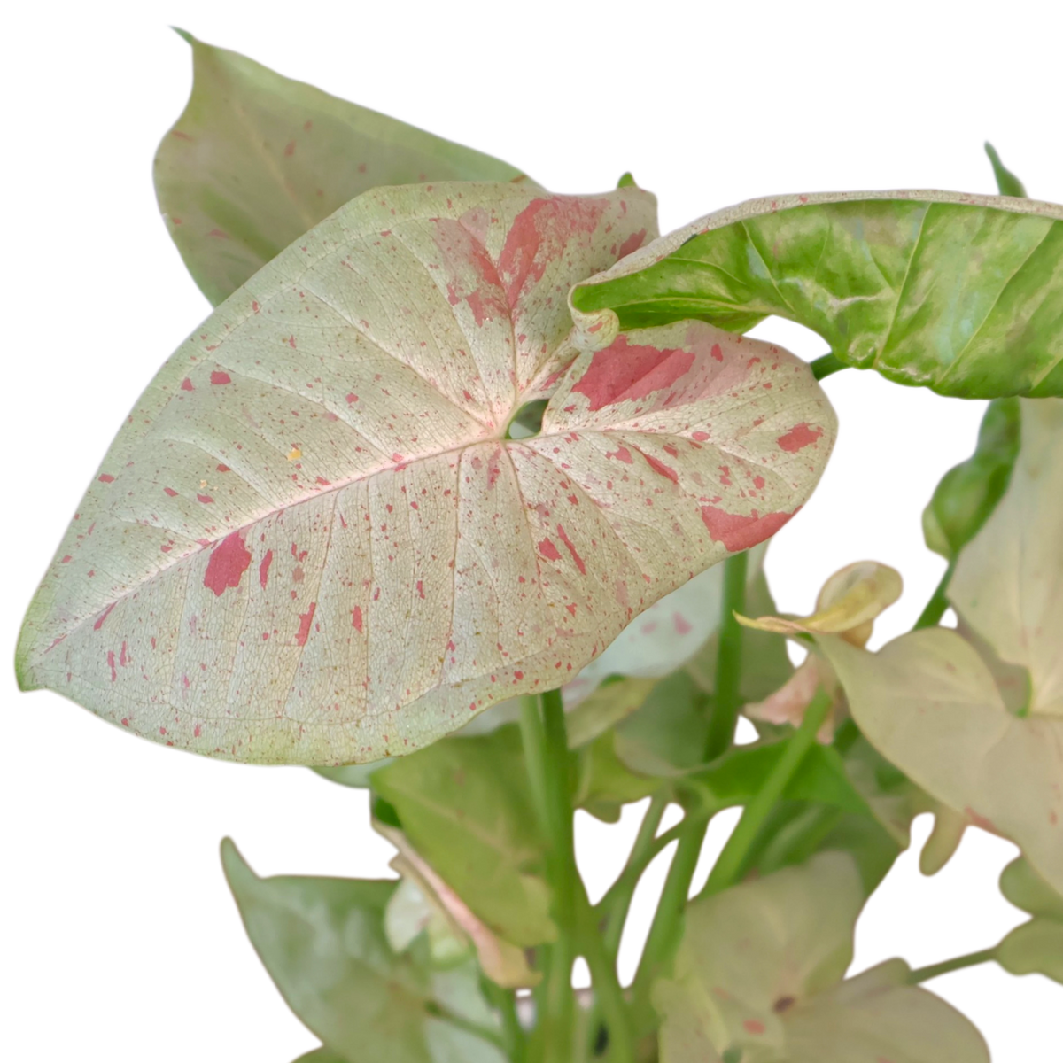 Syngonium Confetii 90mm