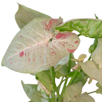 Syngonium Confetii 90mm