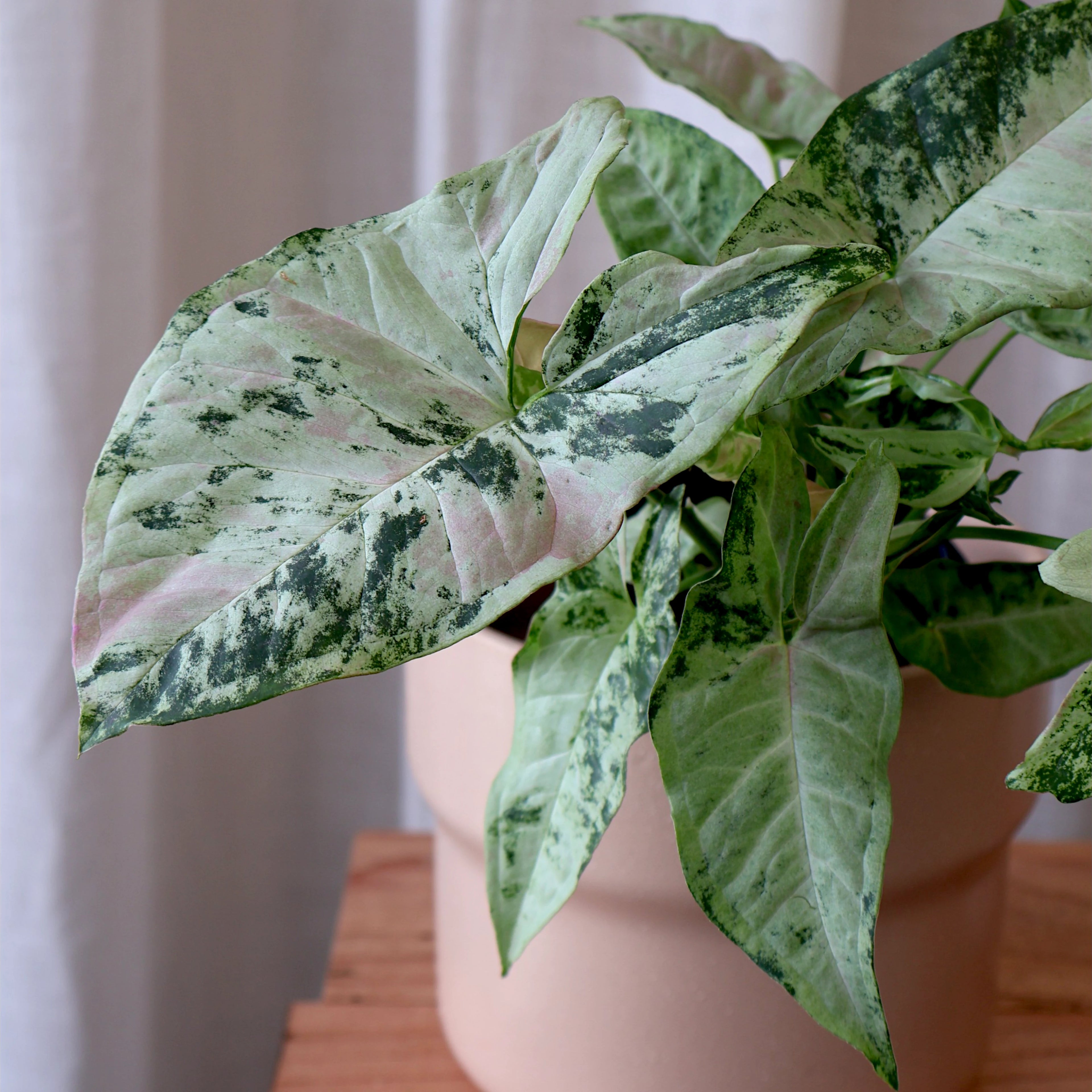 Syngonium Confetti Tricolour 125mm
