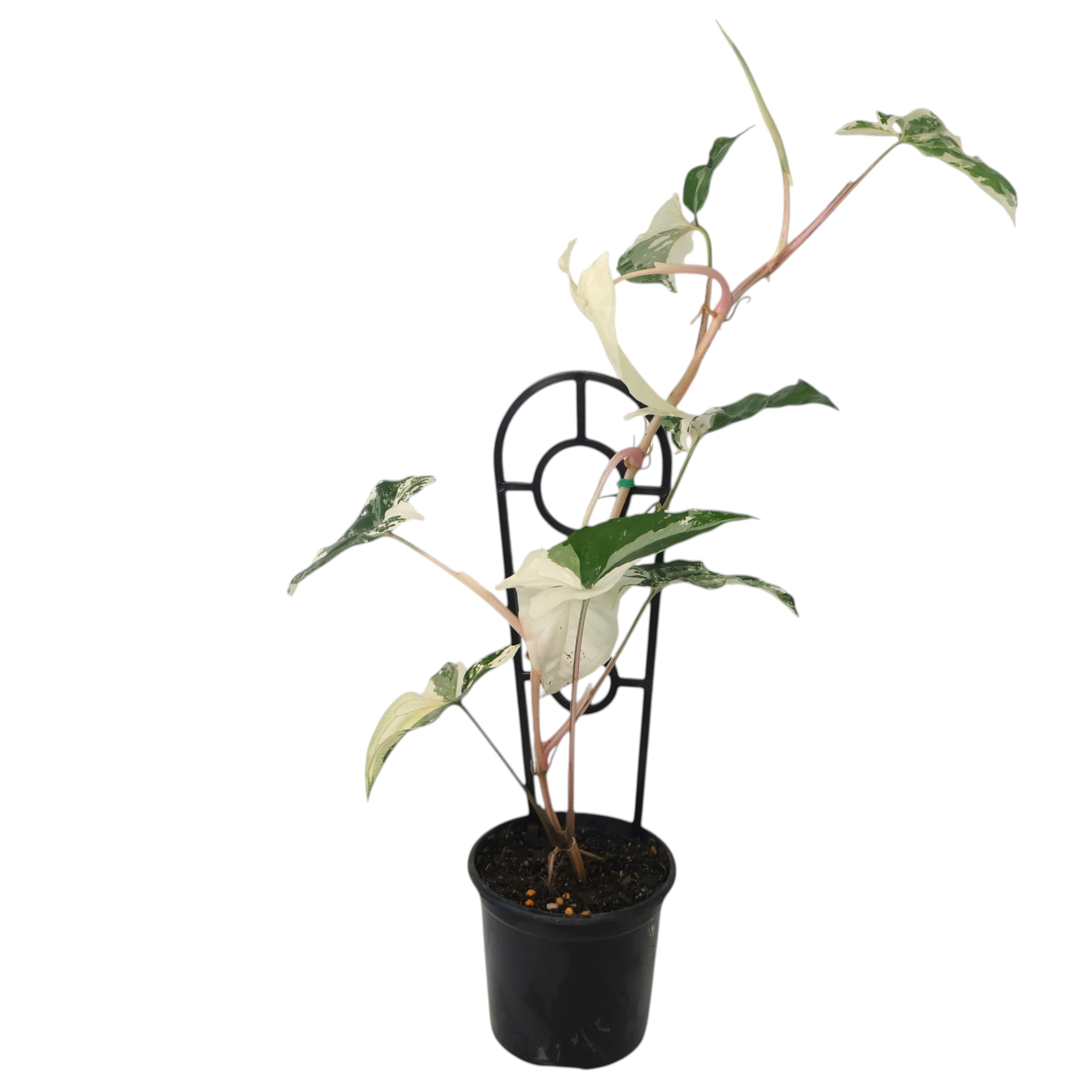 Syngonium Fantasy 100mm