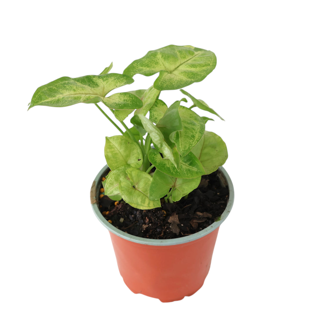Syngonium Golden Allusion - Arrowhead Vine 100mm