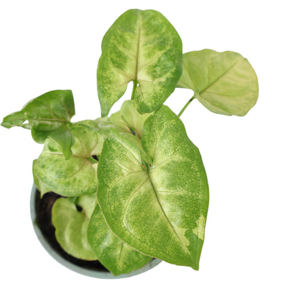 Syngonium Golden Allusion - Arrowhead Vine 100mm
