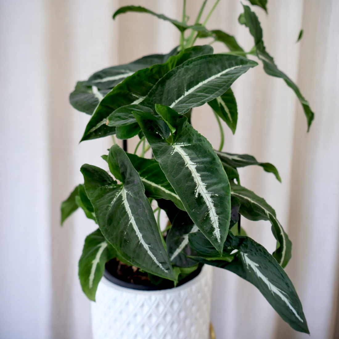 Syngonium Wendlandii - Green Velvet 125mm