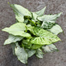 Syngonium Holly 125mm