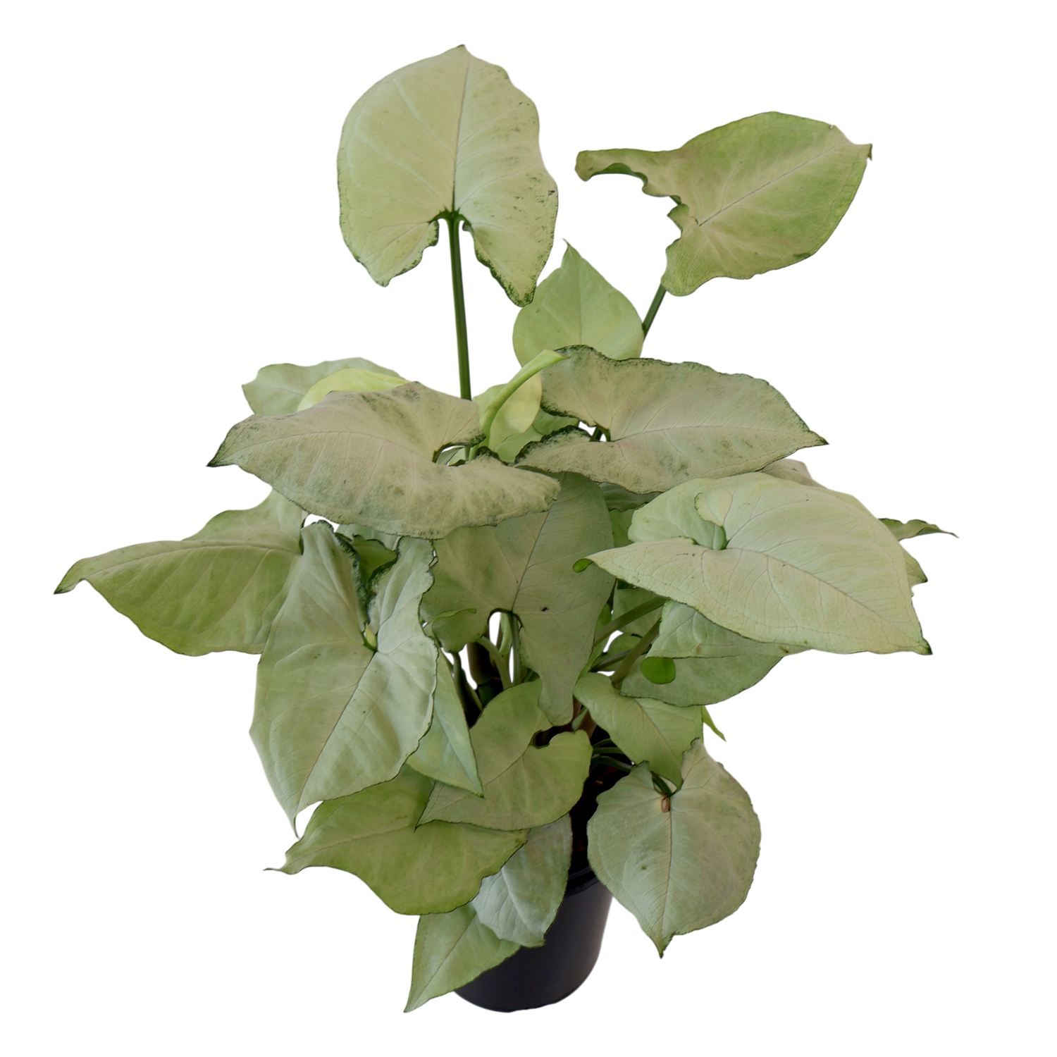 Syngonium Holly 125mm