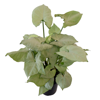 Syngonium Holly 125mm