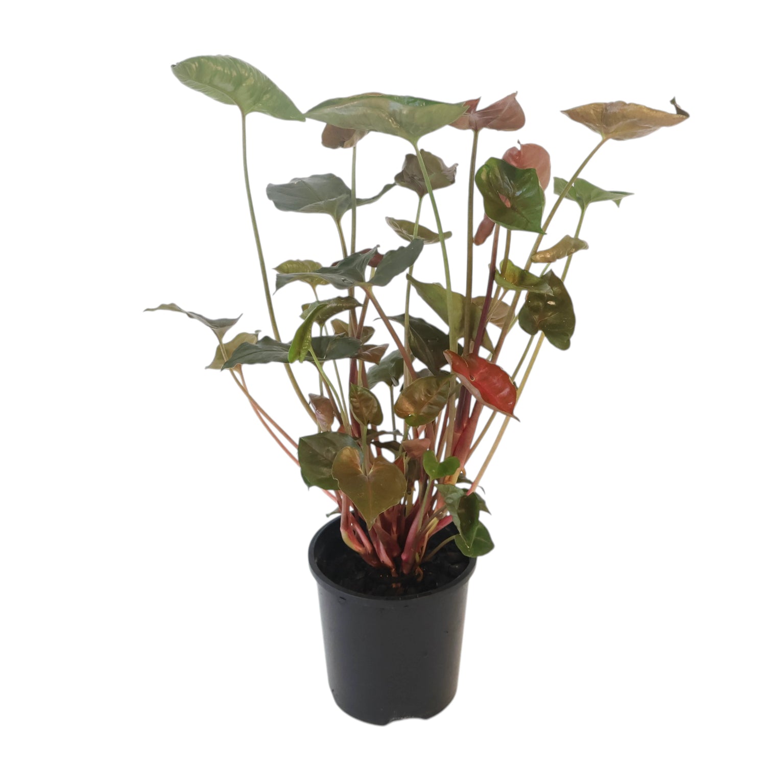 Syngonium Maria 100mm