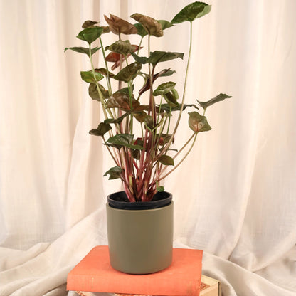 Syngonium Maria 100mm