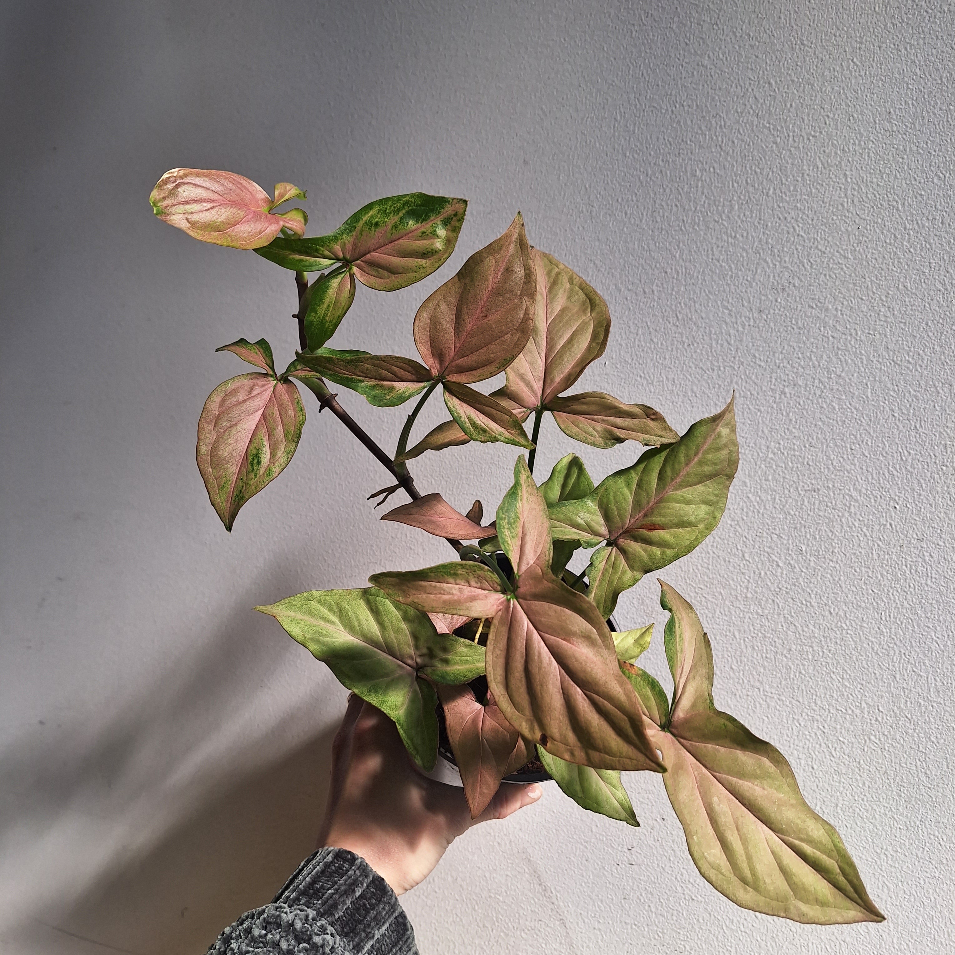 Syngonium Maya Red 120mm