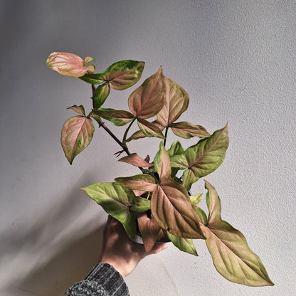 Syngonium Maya Red 120mm