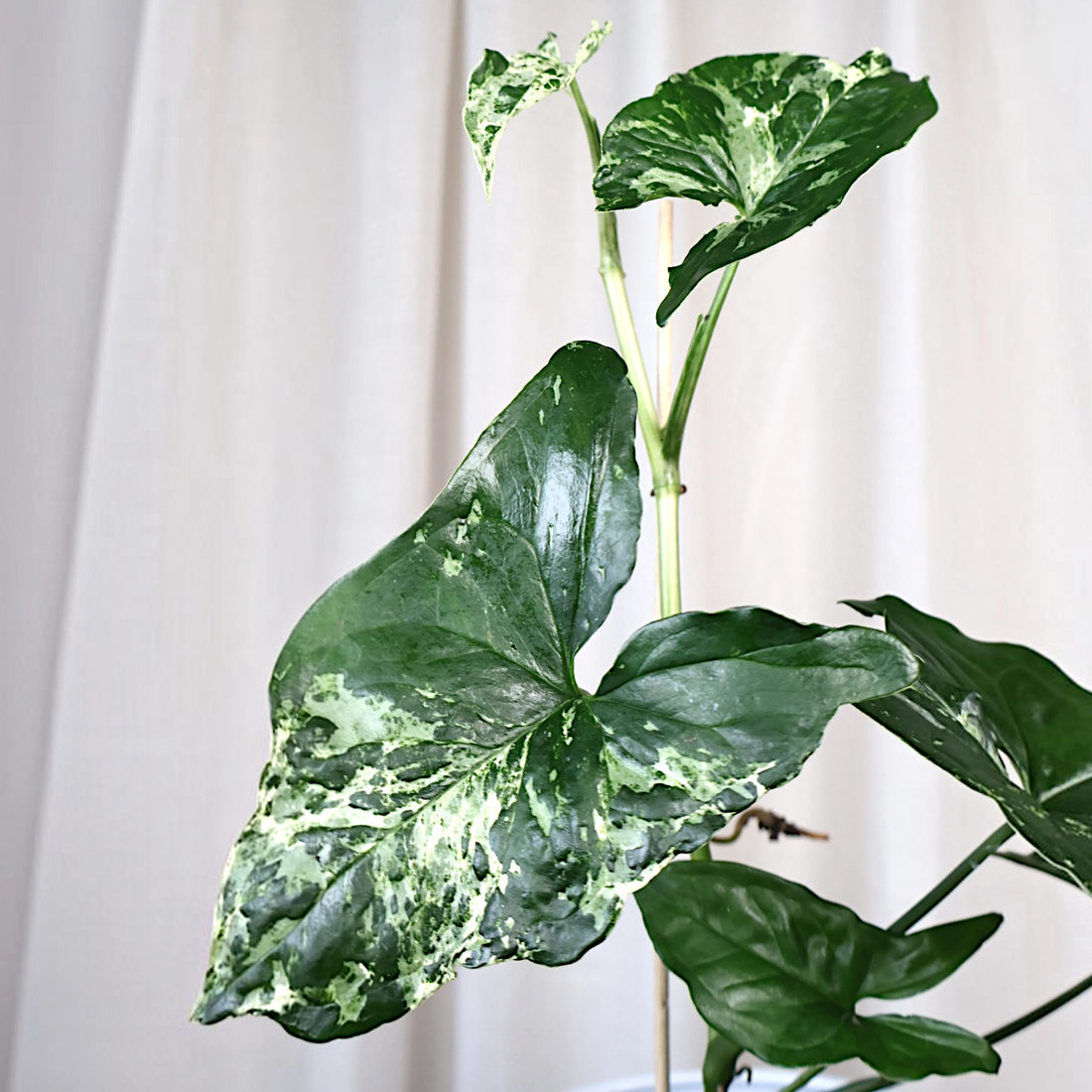 Syngonium Mojito 100mm