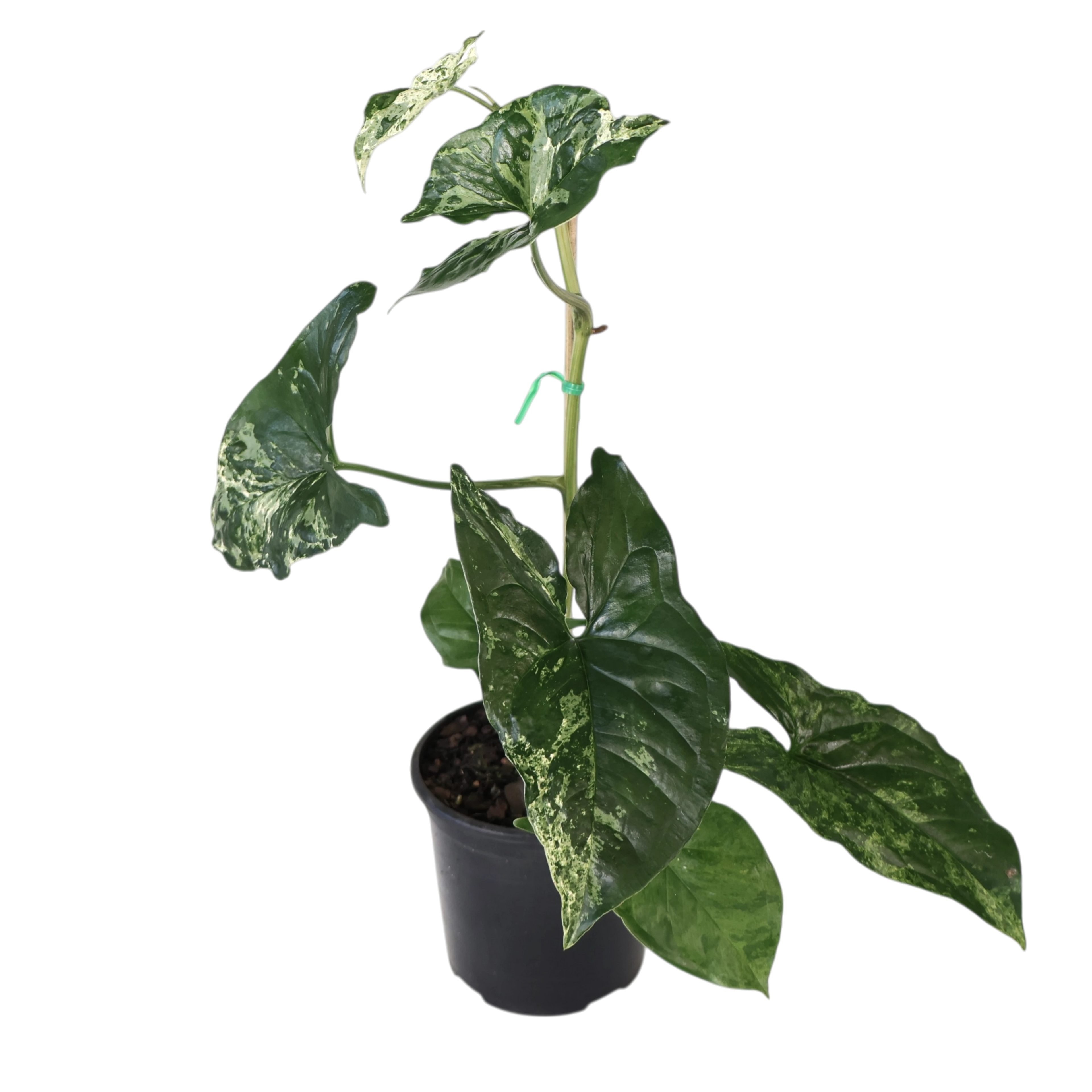 Syngonium Mojito 100mm
