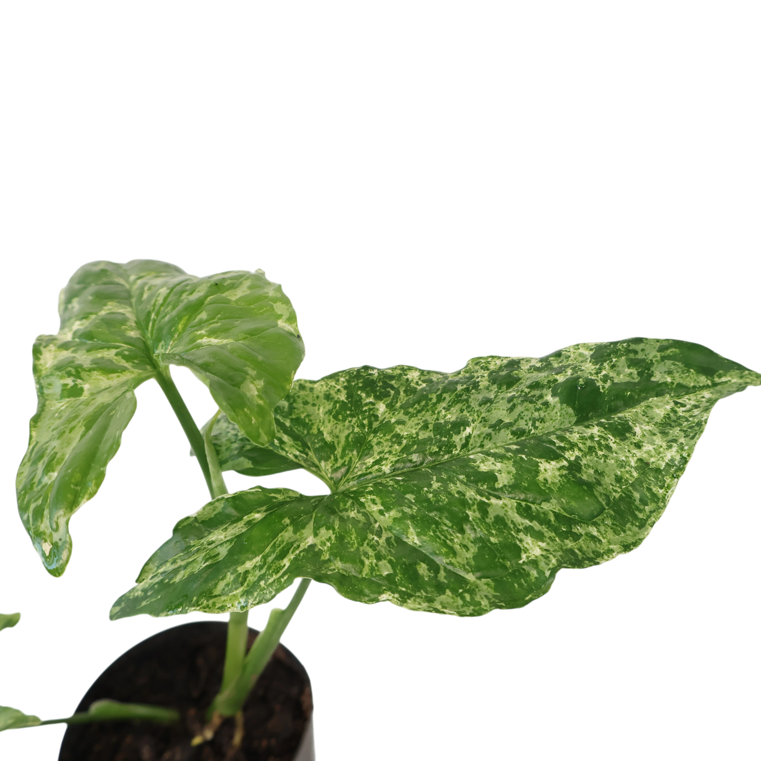 Syngonium Mojito 100mm