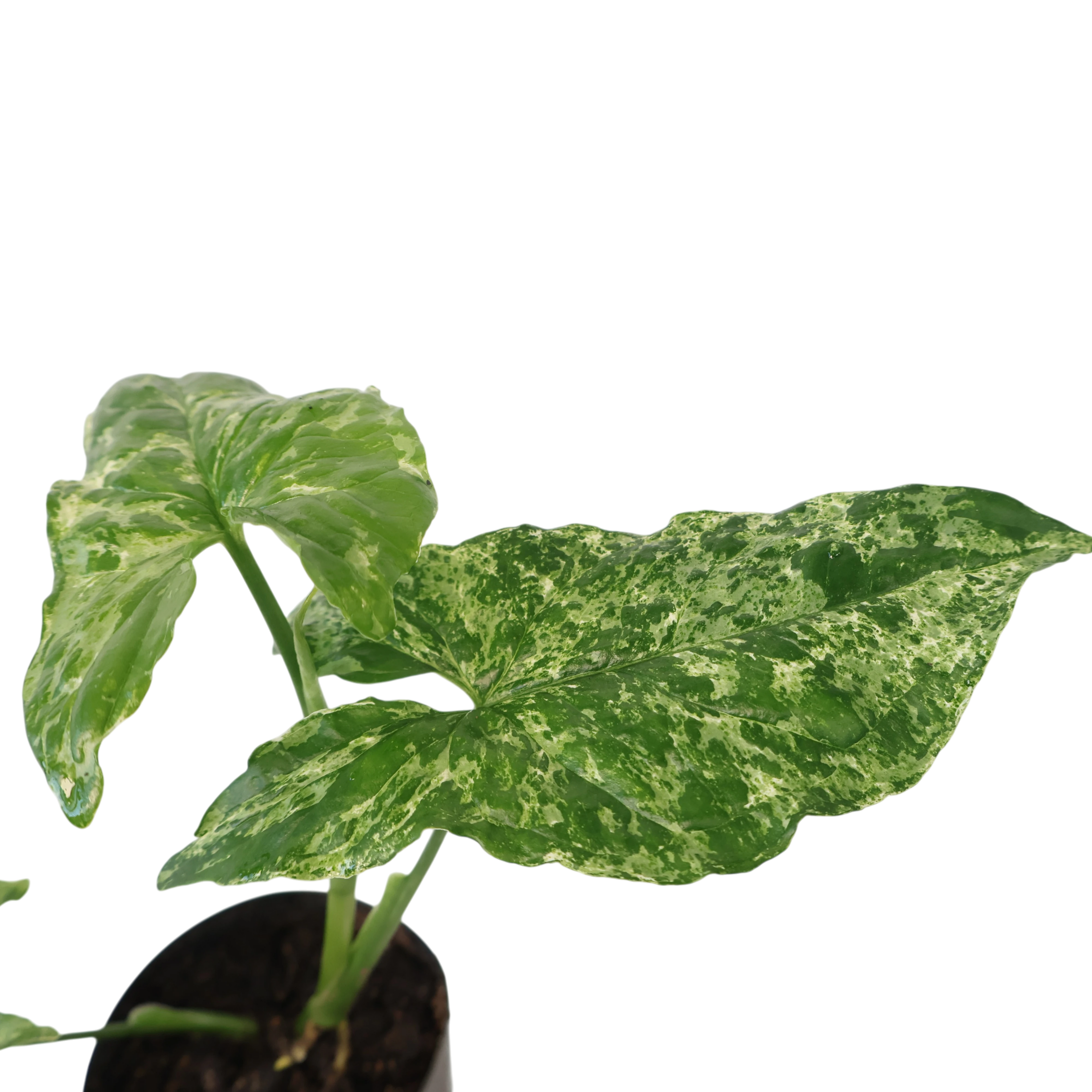 Syngonium Mojito 100mm