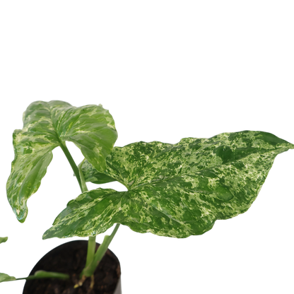 Syngonium Mojito 100mm