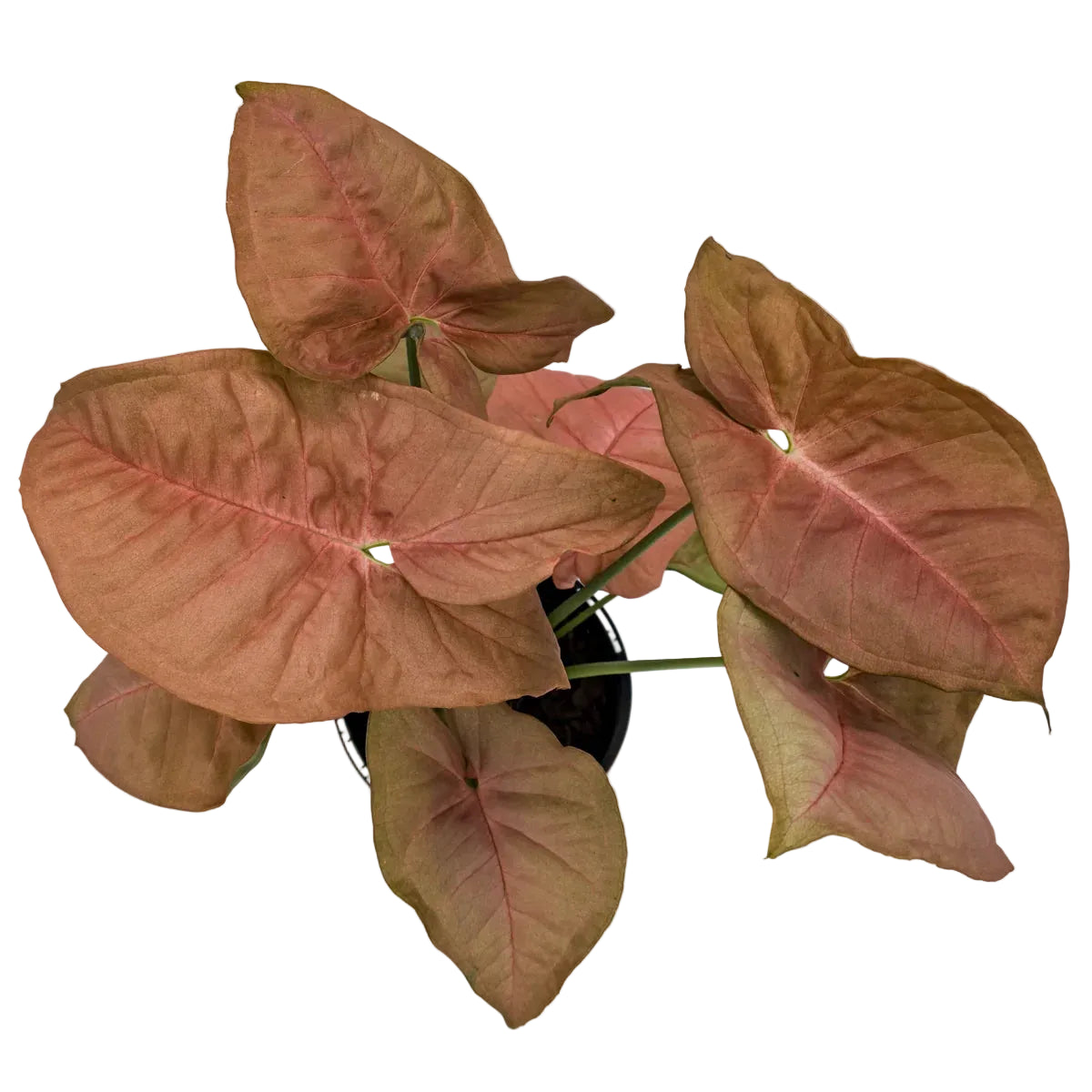 Syngonium Neon 100mm