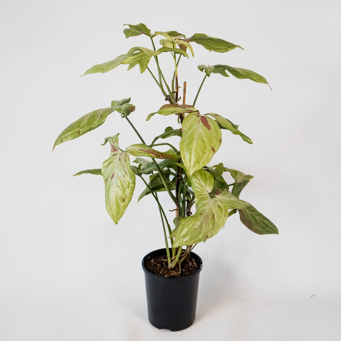 Syngonium Pink Salmon 125mm