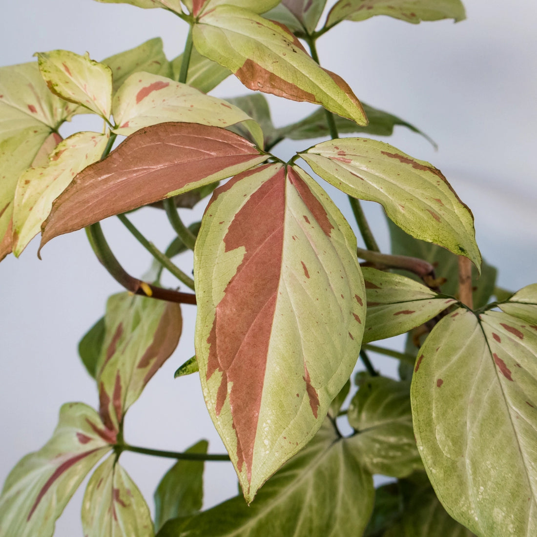 Syngonium Pink Salmon 125mm