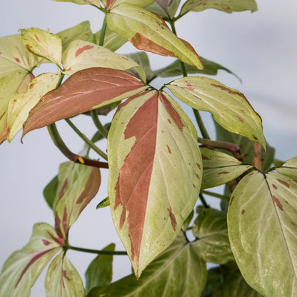 Syngonium Pink Salmon 125mm