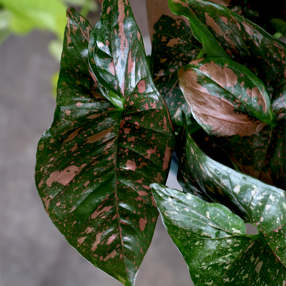 Syngonium Pink Splash 125mm