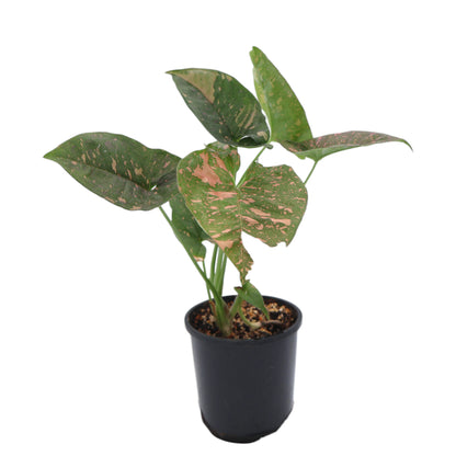Syngonium Pink Splash 100mm