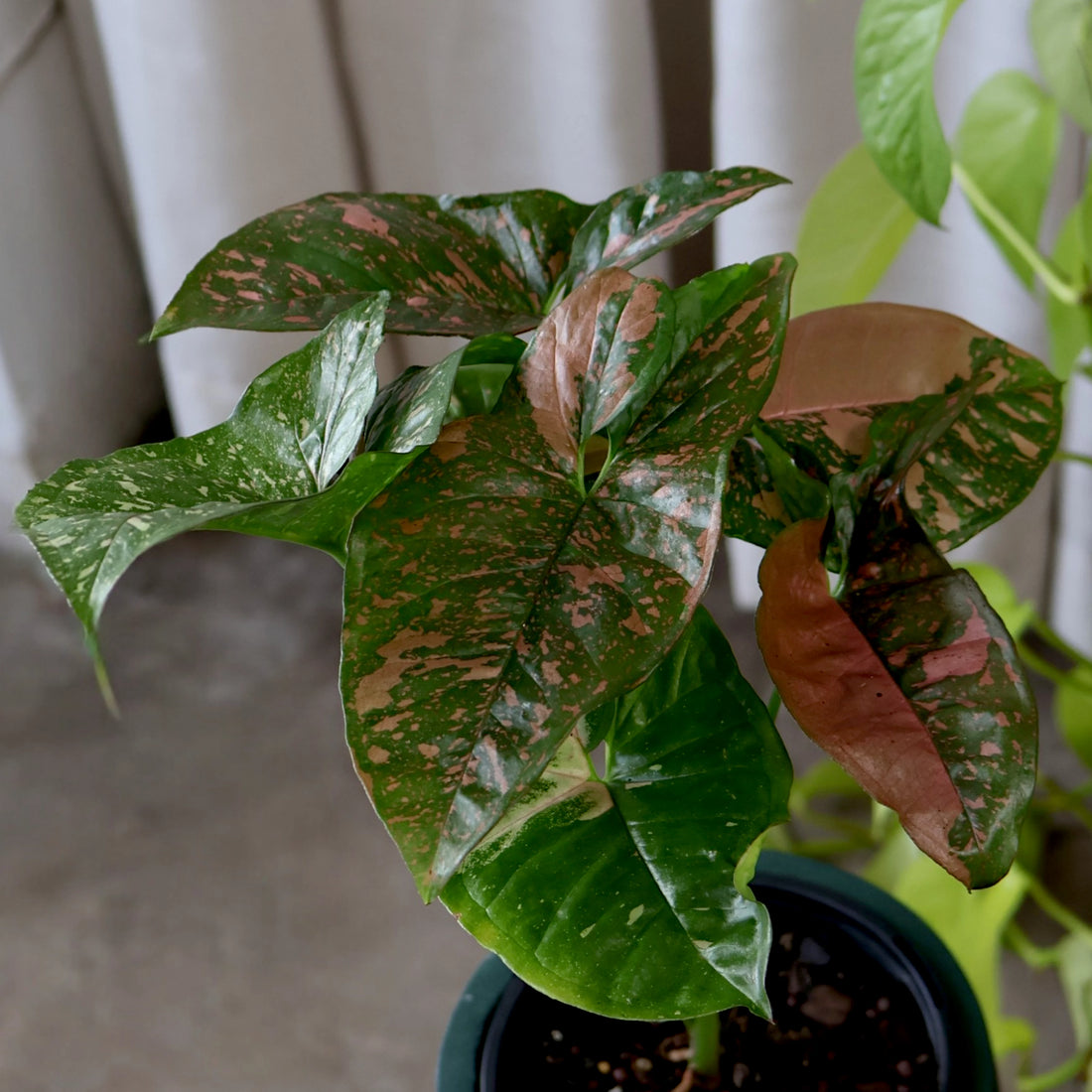 Syngonium Pink Splash 125mm
