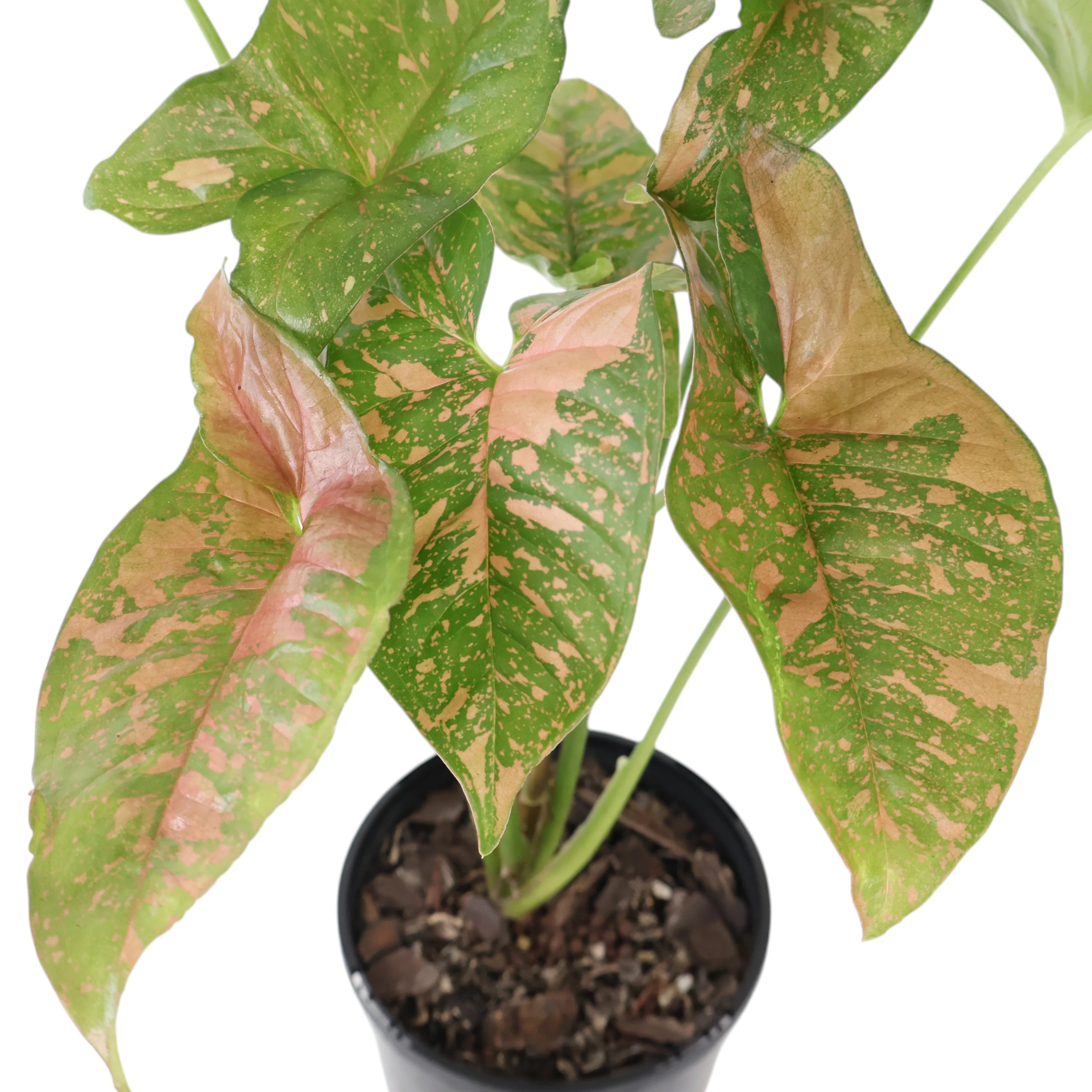 Syngonium Pink Splash 100mm