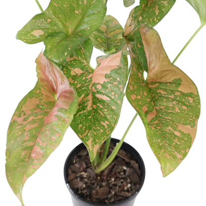 Syngonium Pink Splash 100mm