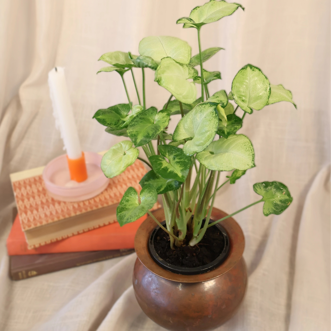 Syngonium Pixie 90mm
