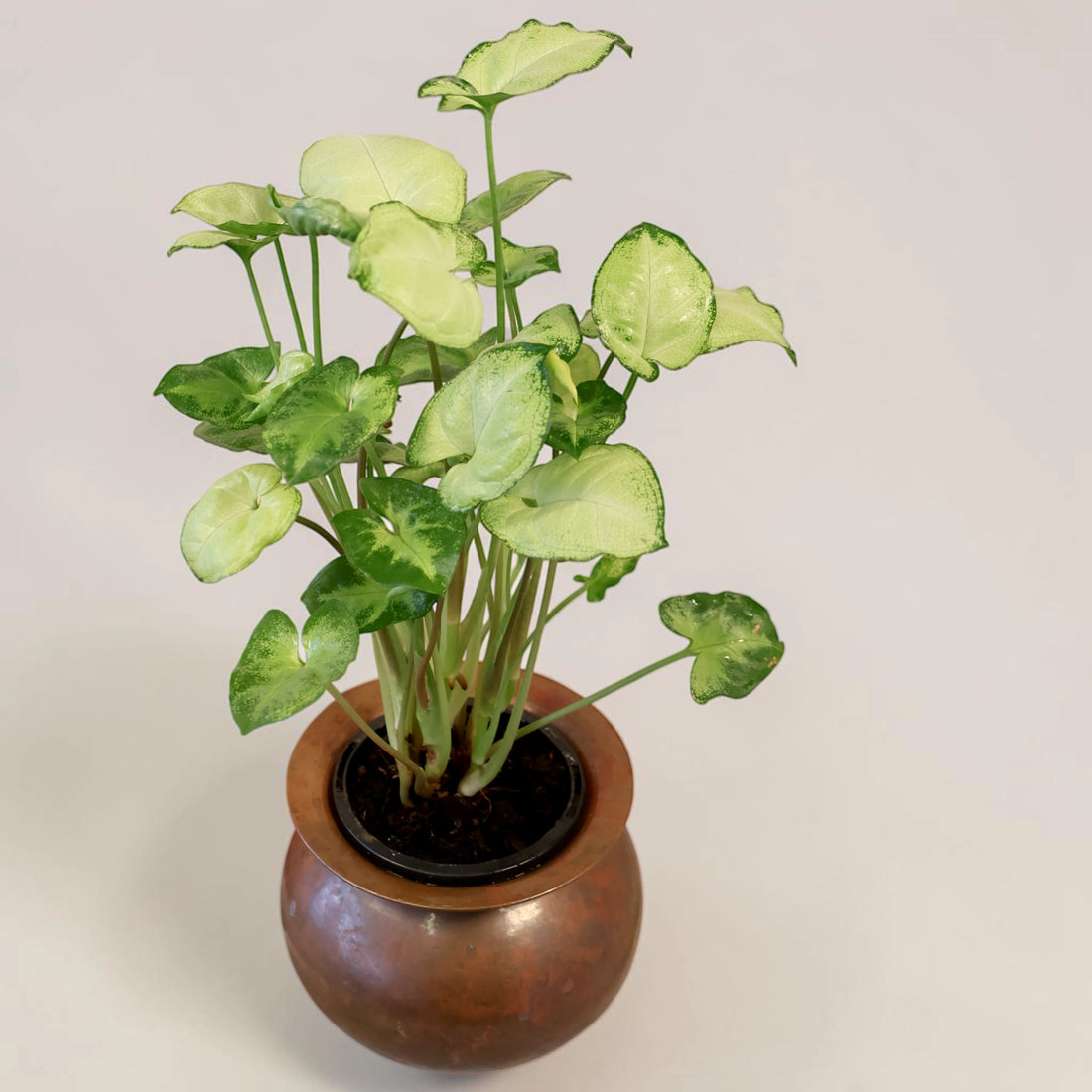 Syngonium Podophyllum Pixie 70mm