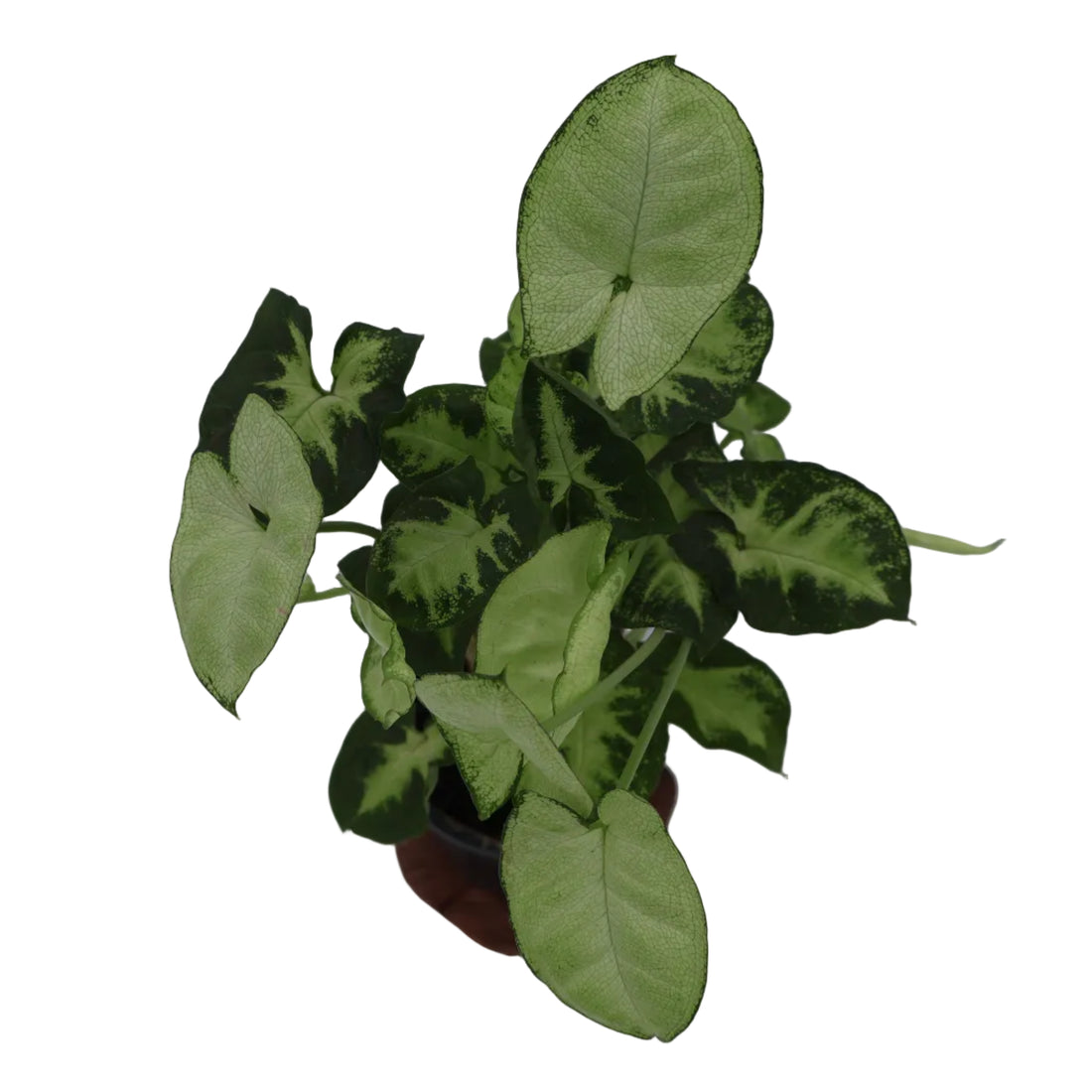 Syngonium Pixie 90mm
