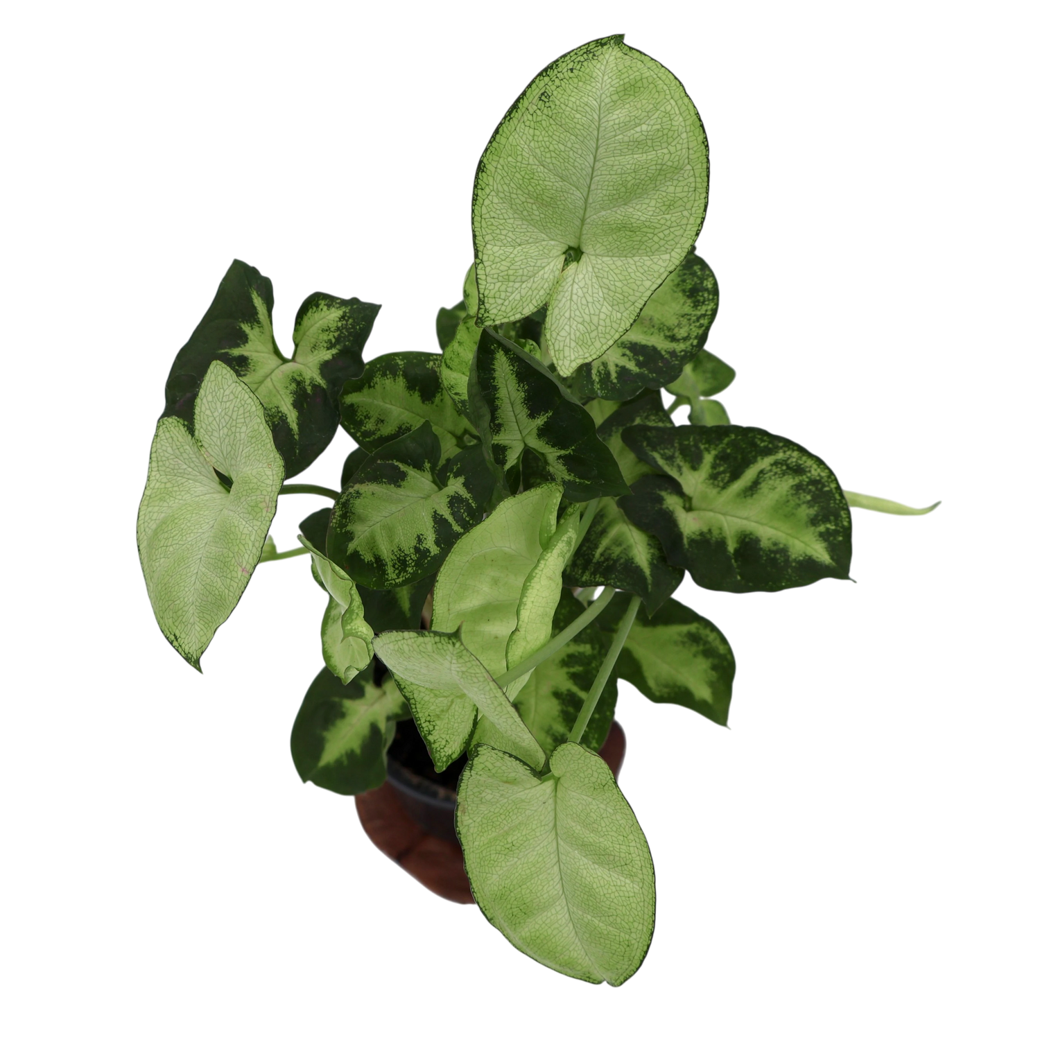 Syngonium Pixie 100mm