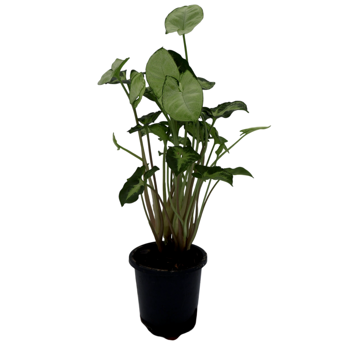 Syngonium Pixie 90mm