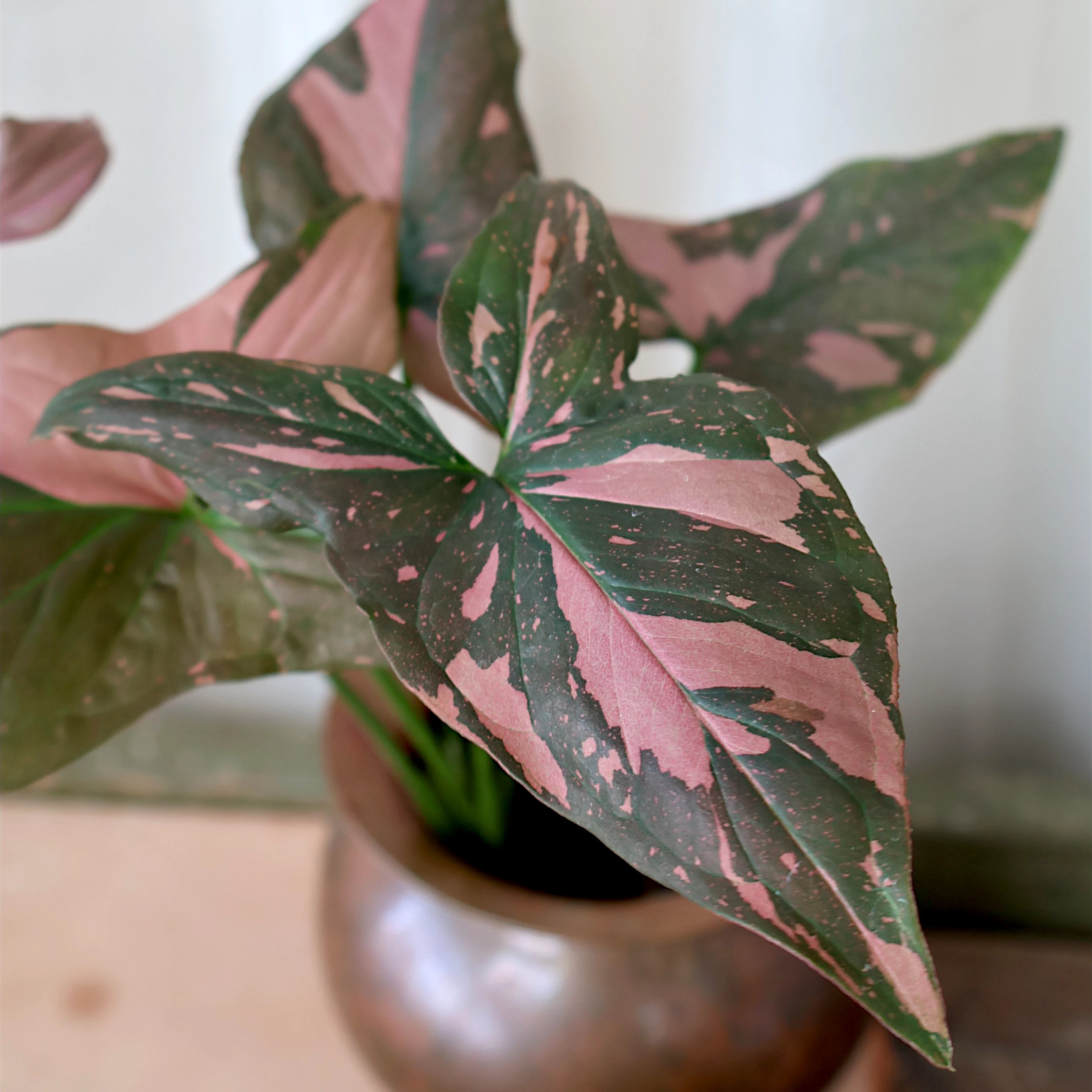 Syngonium Red Spot 125mm