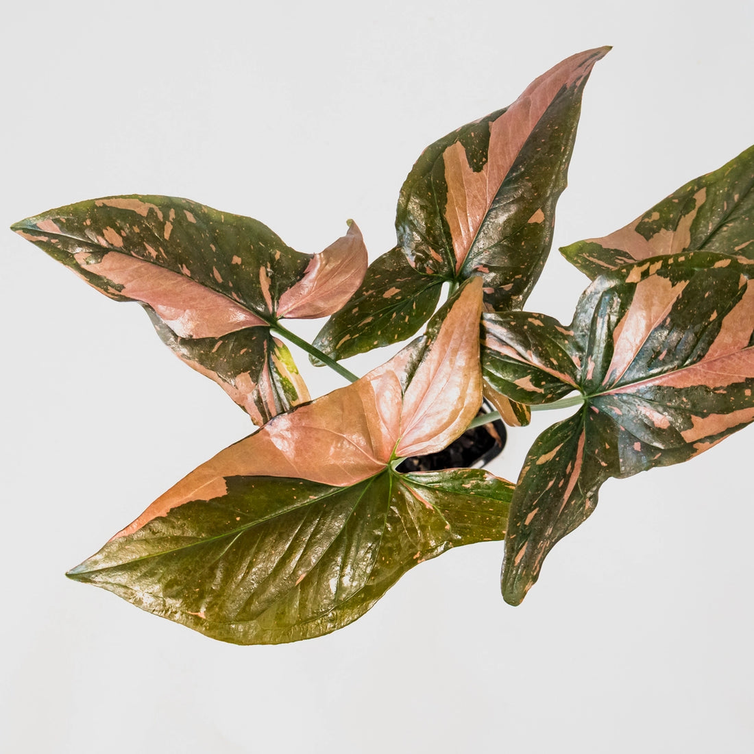 Syngonium Red Spot 125mm