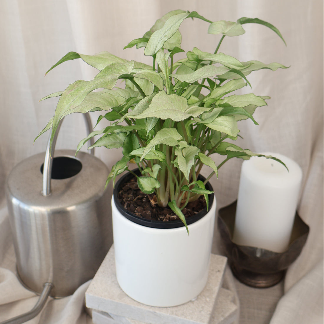 Syngonium Silver Fox 100mm