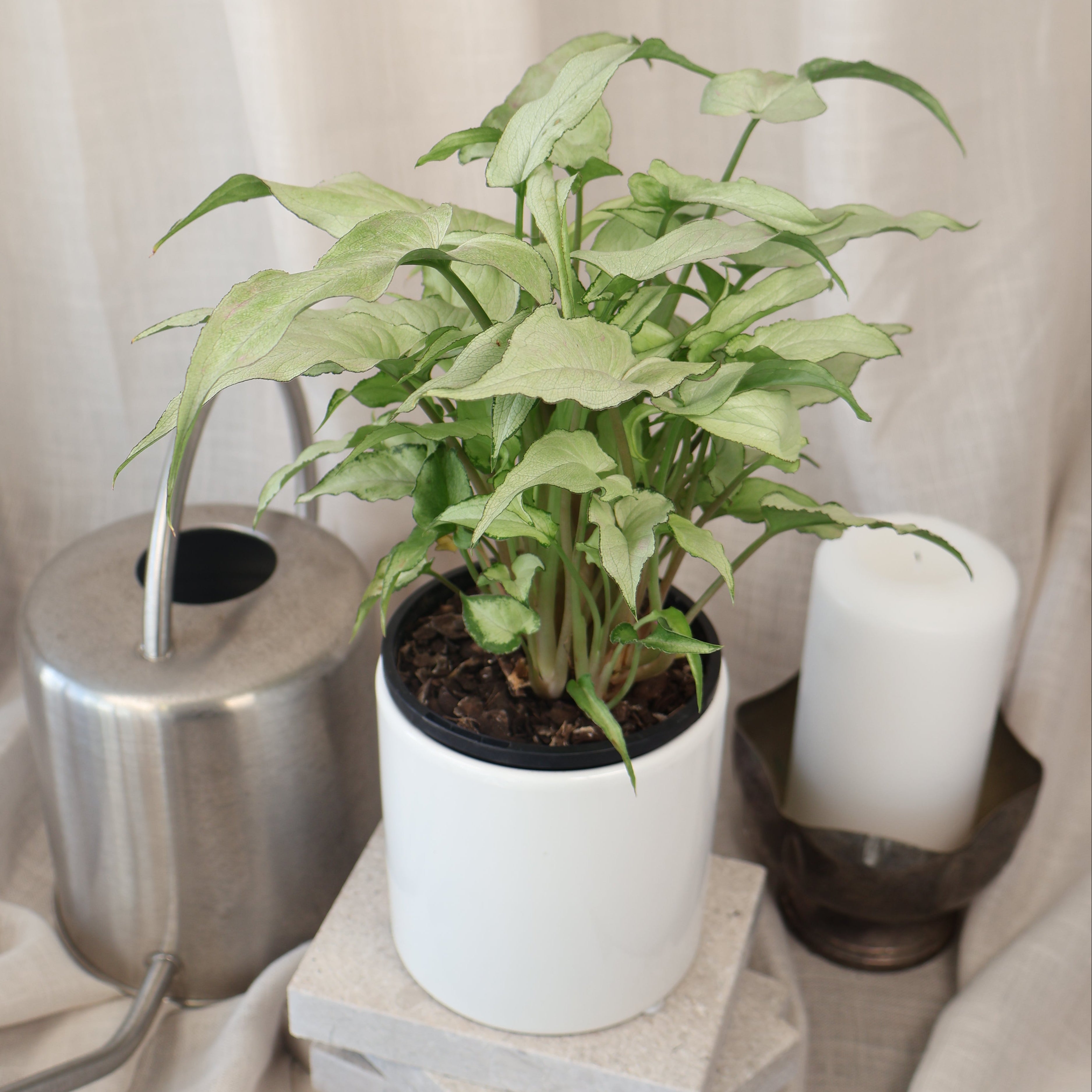Syngonium Silver Fox 100mm