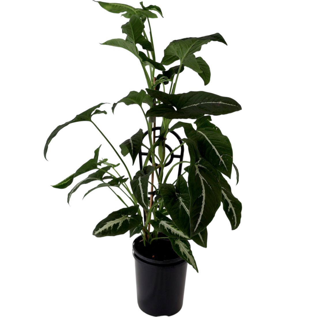 Syngonium Wendlandii - Green Velvet 125mm
