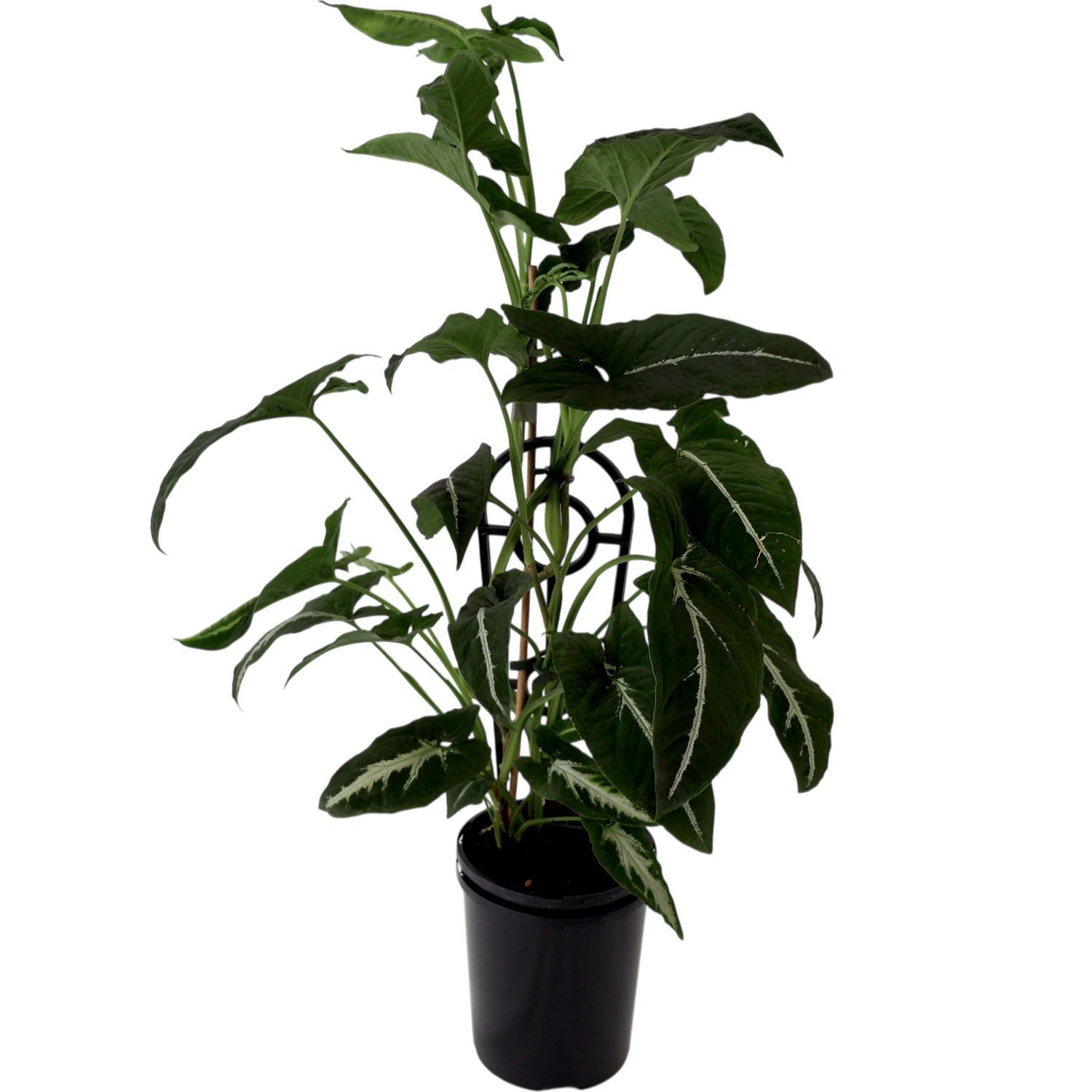 Syngonium Wendlandii - Green Velvet 125mm