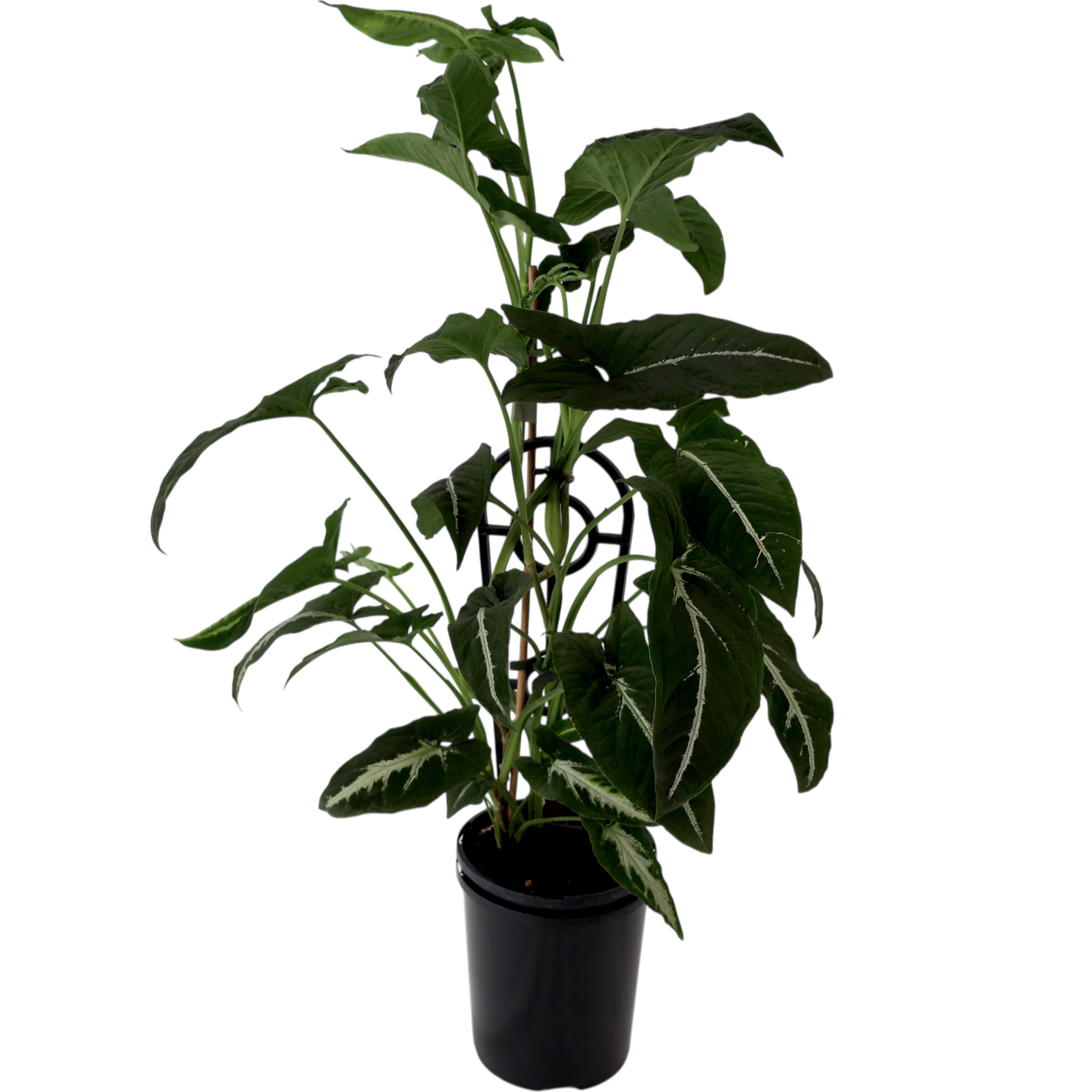 Syngonium Wendlandii - Green Velvet 125mm