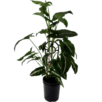 Syngonium Wendlandii - Green Velvet 125mm