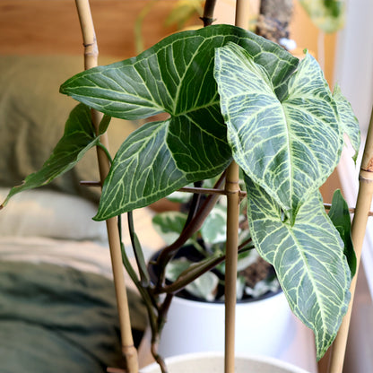 Syngonium Batik - Arrowhead Vine 100mm