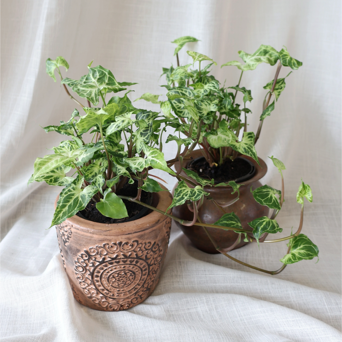 Syngonium Batik 90mm