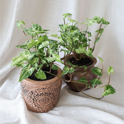 Syngonium Batik 90mm