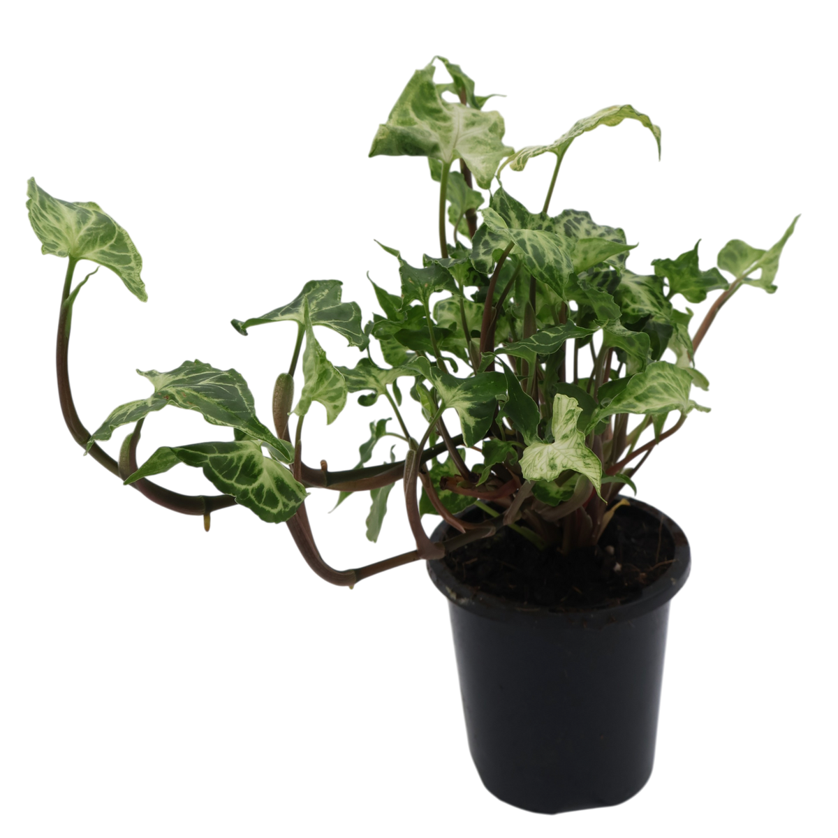 Syngonium Batik 90mm